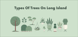 trees of long island