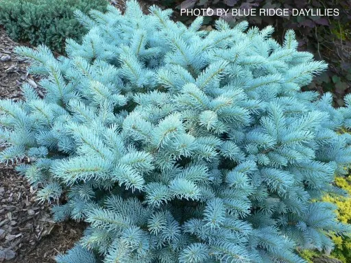 colorado blue spruce