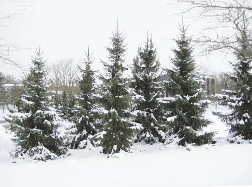 serbian spruce