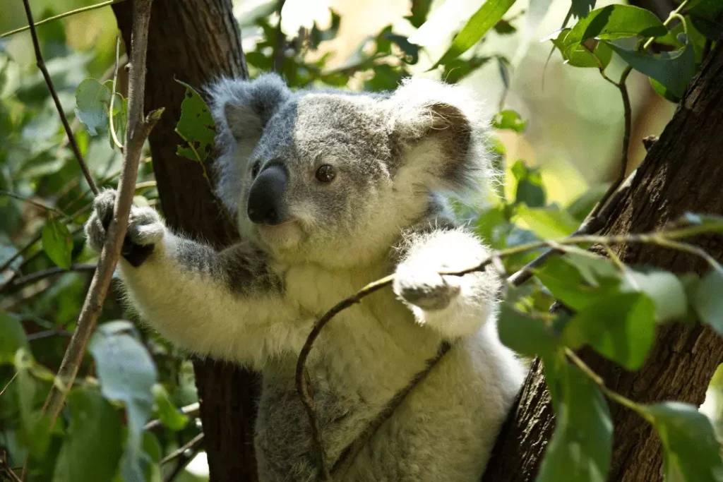 protect trees from animals