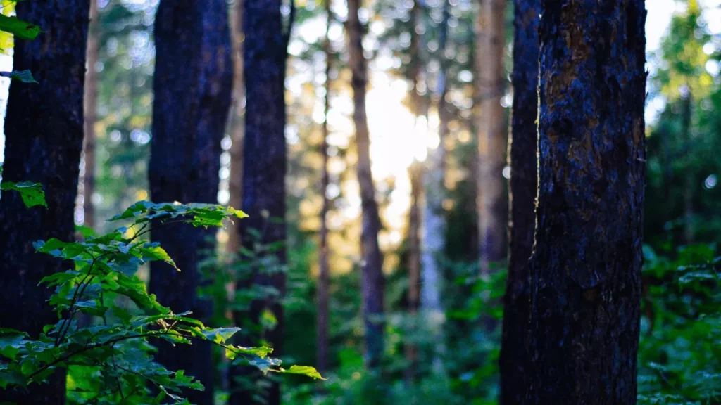 how to care for young trees with damaged bark