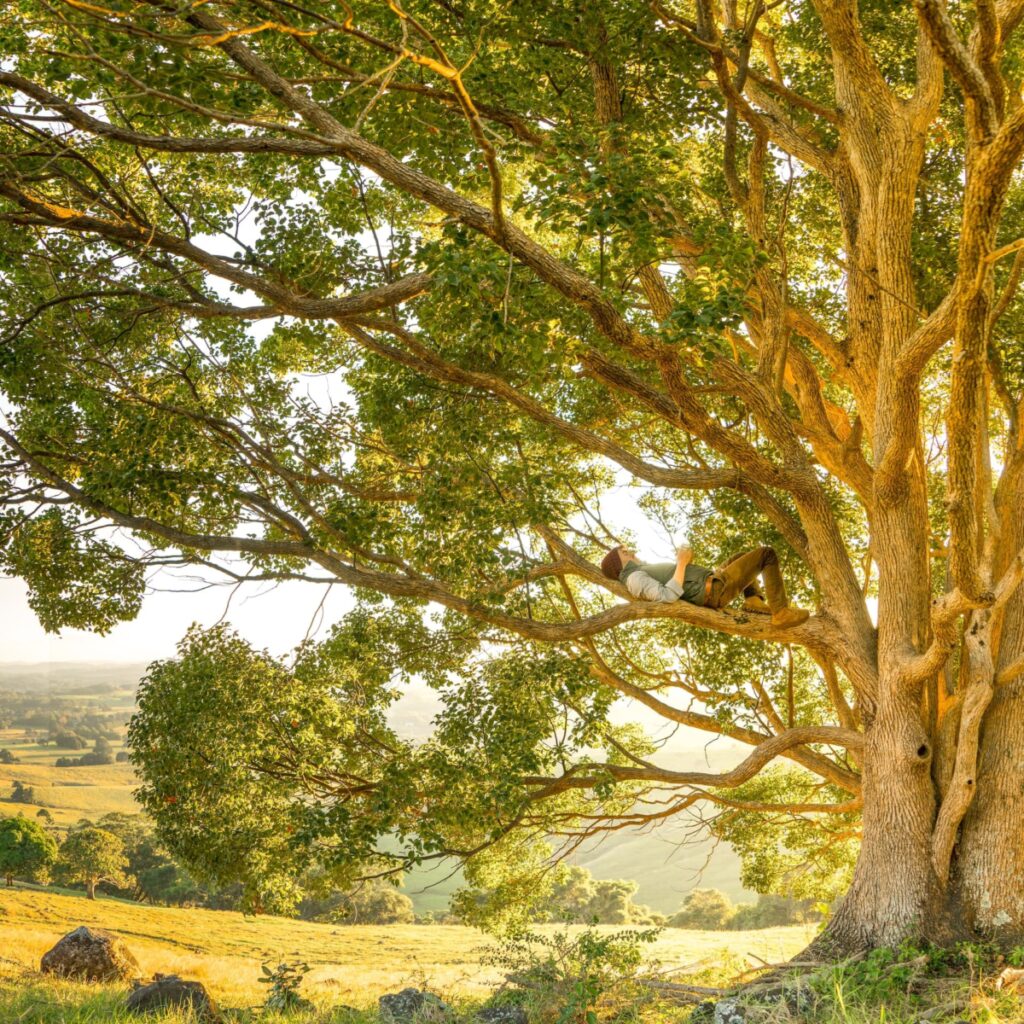 how to measure diameter of a tree without crossing the line