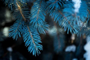 how to identify sitka spruce