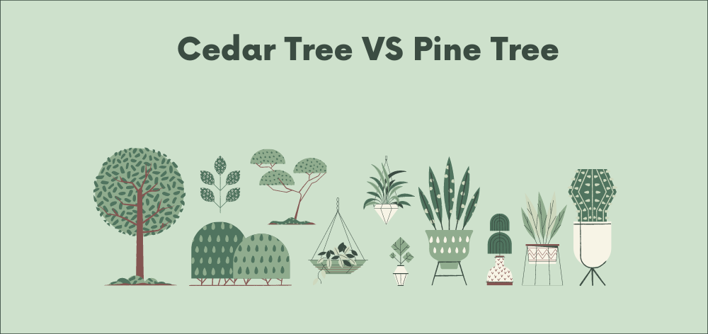 cedar vs pine tree