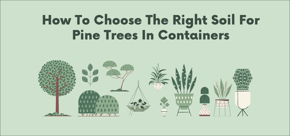 how to choose the right soil for pine trees in containers