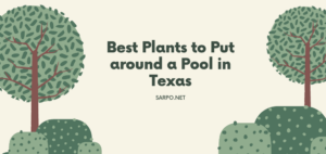 Best Plants to Put around a Pool in Texas