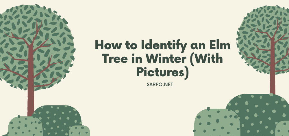 how to identify an elm tree in winter