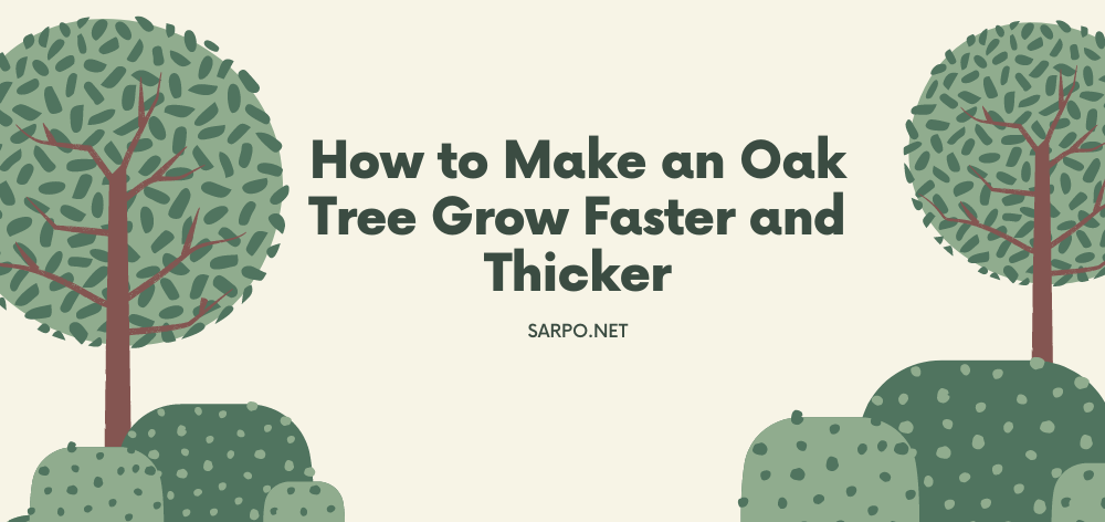 how to make an oak tree grow faster