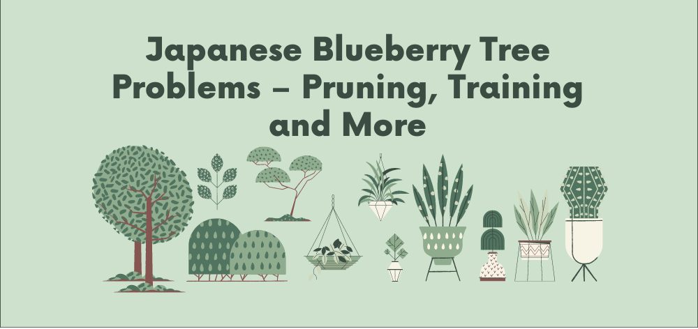 japanese blueberry tree problems