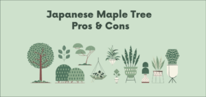 Japanese Maple Tree Pros & Cons