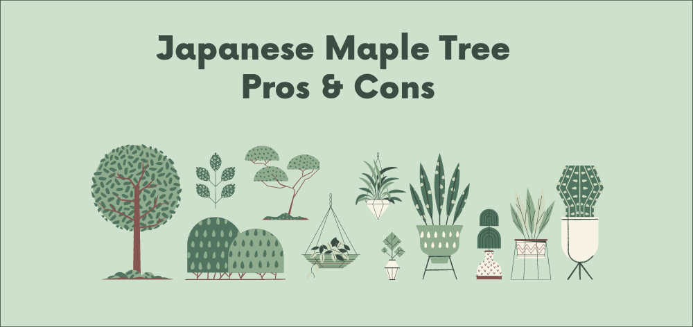 japanese maple tree pros & cons