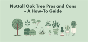 Nuttall Oak Tree Pros and Cons