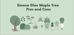 Sienna Glen Maple Tree Pros and Cons