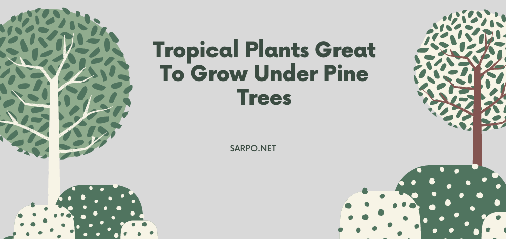 tropical plants great to grow under pine trees