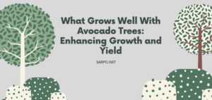 What Grows Well With Avocado Trees