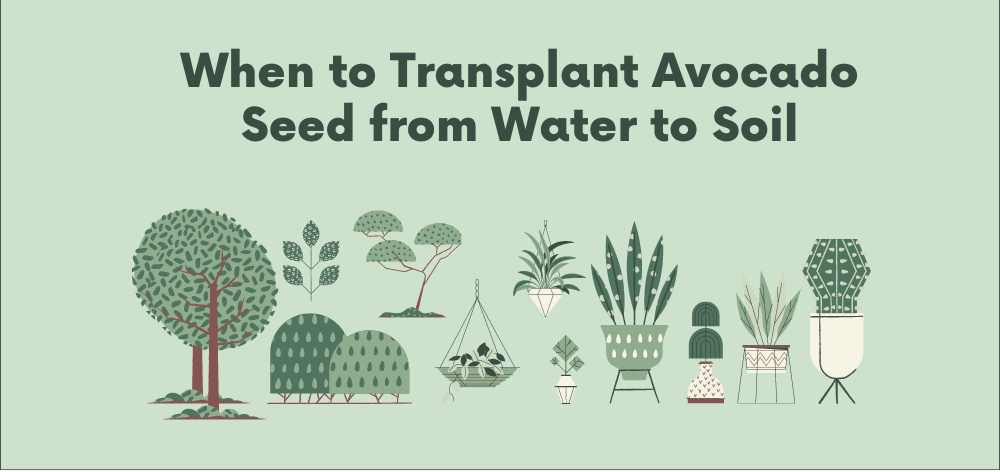 when to transplant avocado seed from water to soil 1