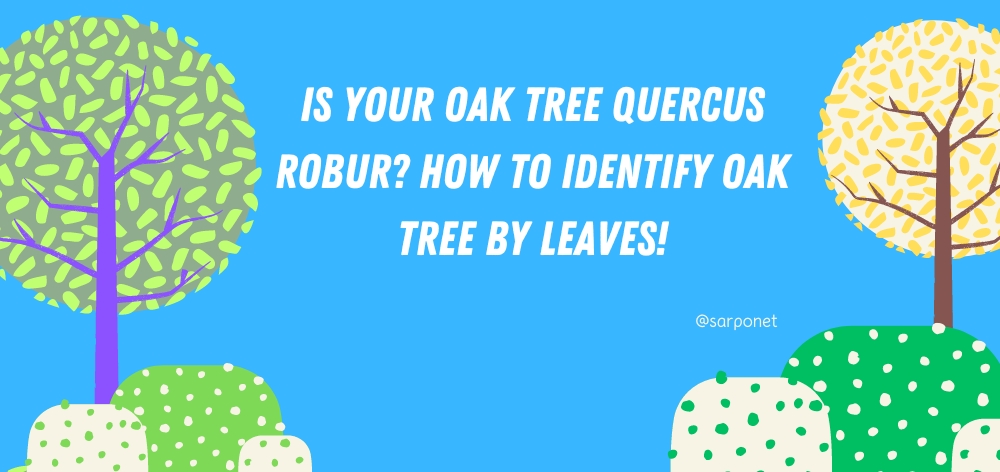 how to identify oak tree by leaves