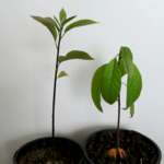 indoor plants