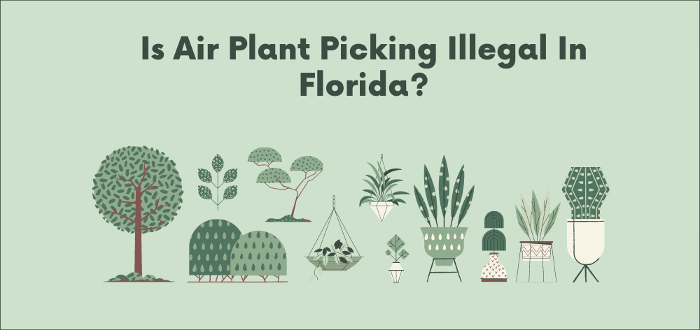 is air plant picking illegal in florida?