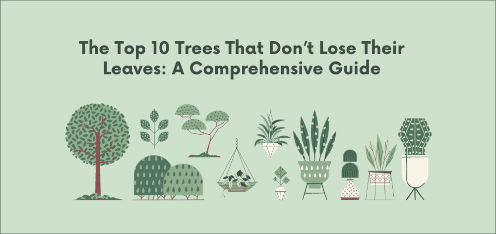 trees that don't lose their leaves