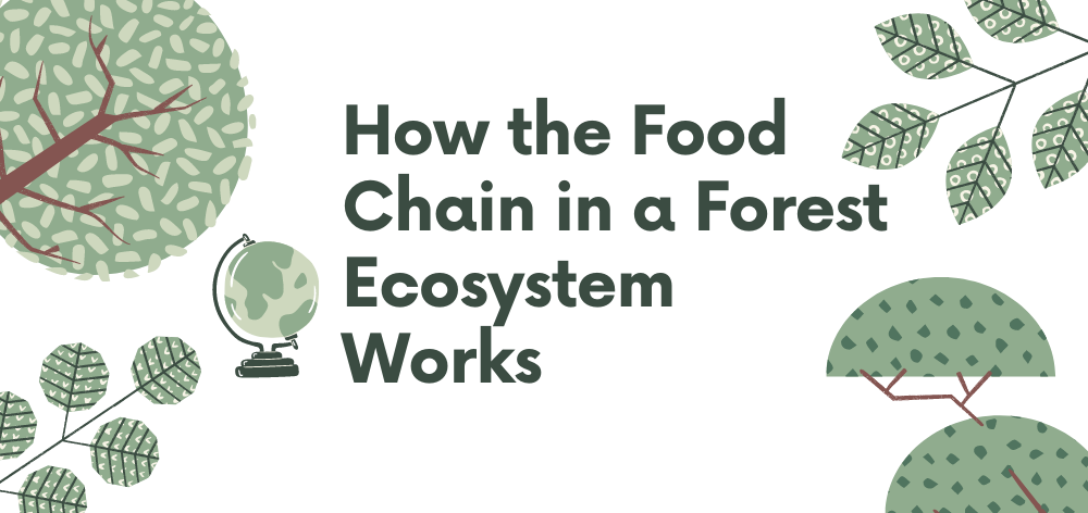 food chain in a forest ecosystem