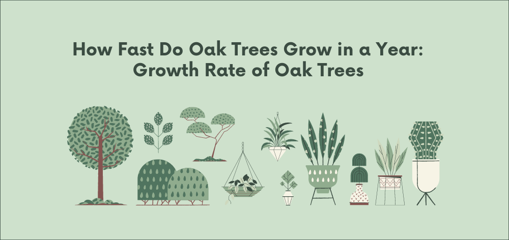 how fast do oak trees grow