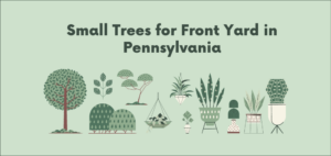 Small Trees for Front Yards in Pennsylvania