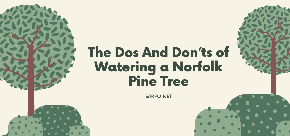 the dos and don'ts of watering a norfolk pine tree