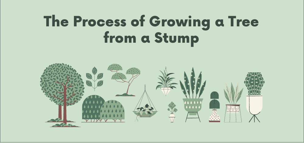 the process of growing a tree from a stump