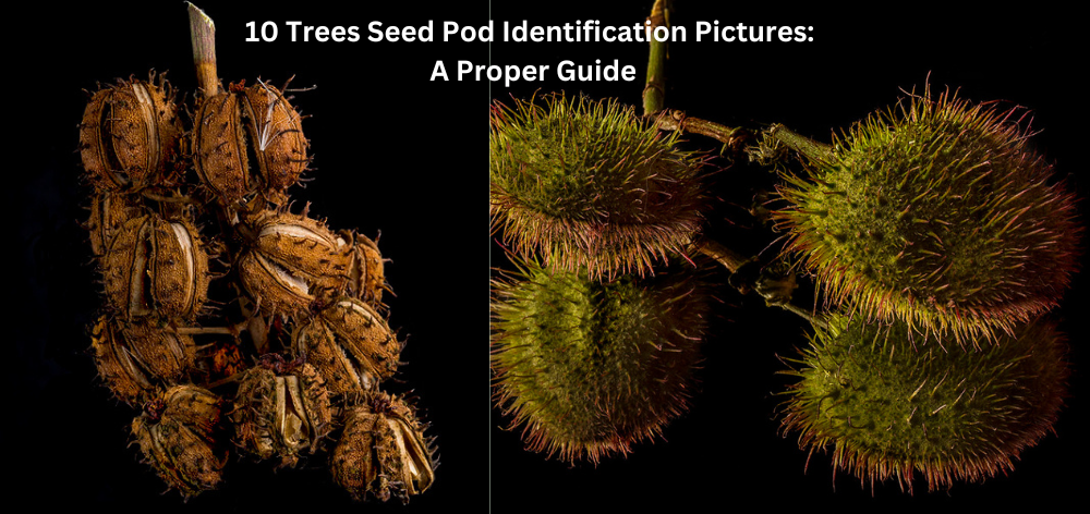 tree seed pod identification pictures