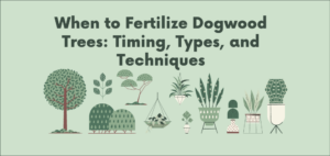 When to Fertilize Dogwood Trees