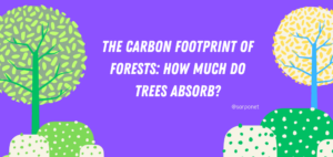 How Much Carbon Do Trees Absorb?