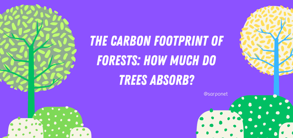 how much carbon do trees absorb?