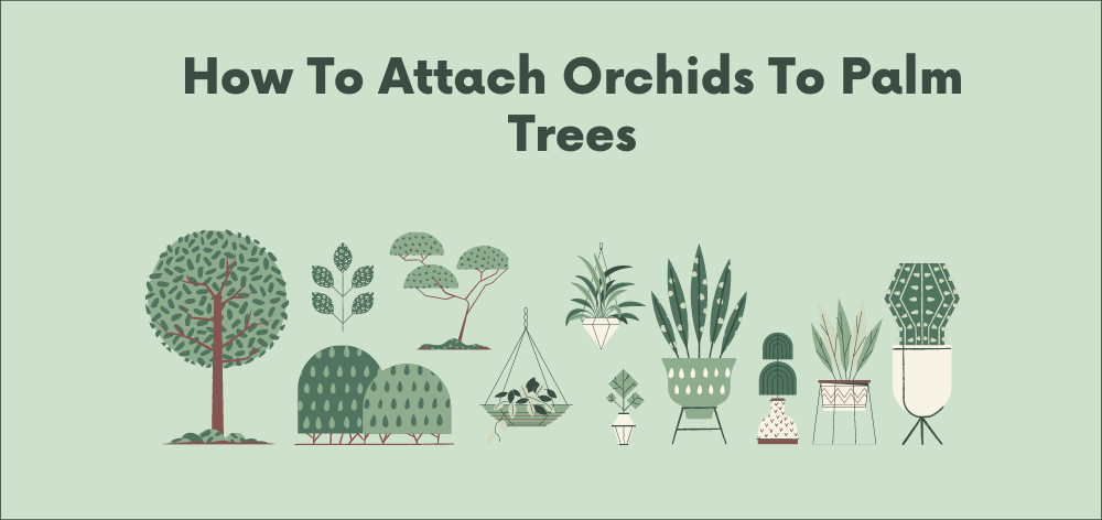 how to attach orchids to palm trees