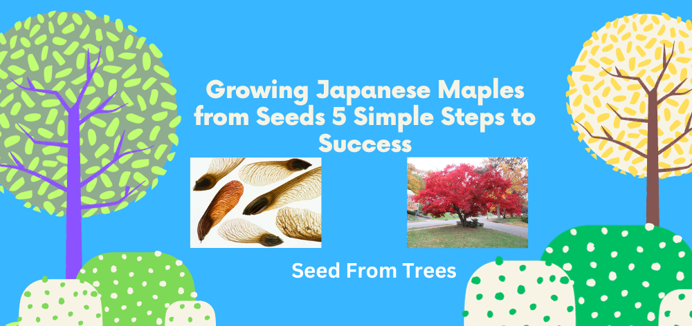 how do you grow japanese maples from seed