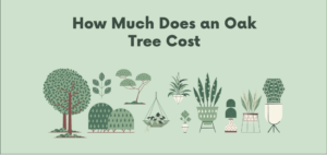 How Much Does a Oak Tree Cost