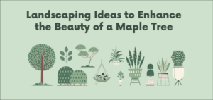 Landscaping ideas for a maple tree