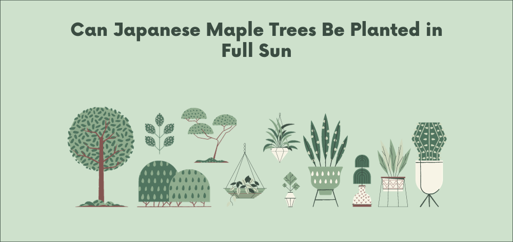 can japanese maple trees be planted in full sun