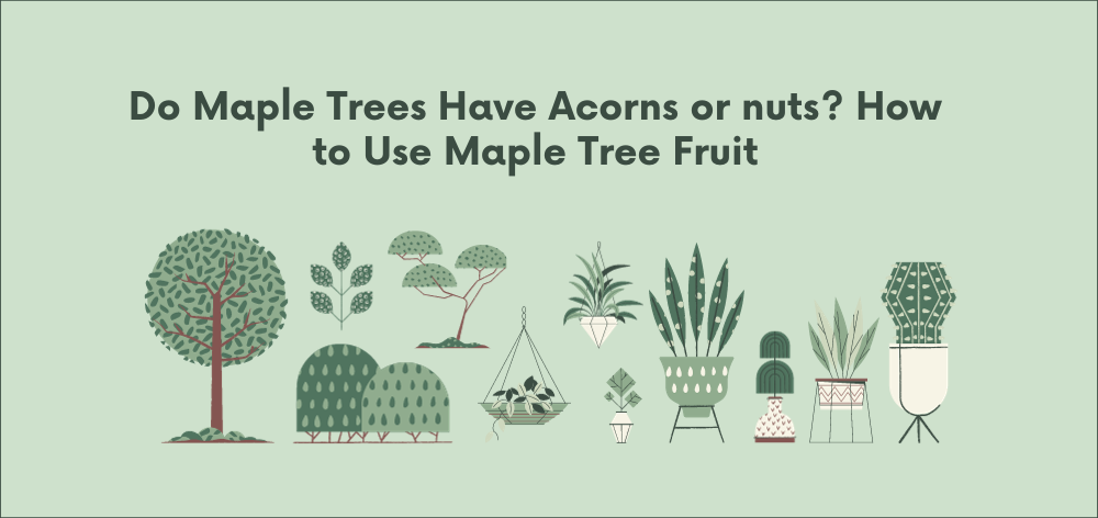 do maple trees have acorns