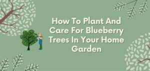 how to plan and care for blueberry trees