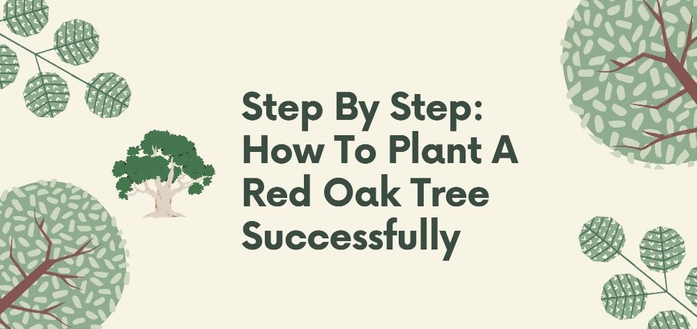 how to plan a red oak tree