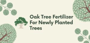 oak tree fertilizer for newly planted trees