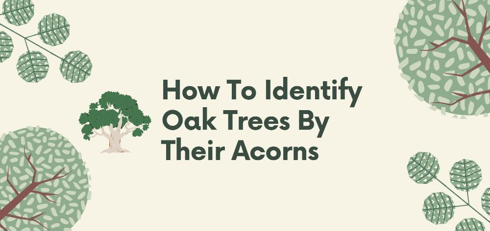 how to identify oak trees by their acorns