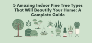 indoor pine tree types