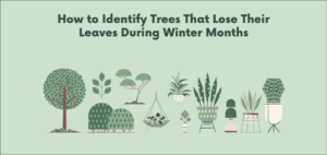 Trees That Lose Their Leaves