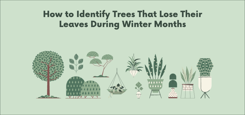 trees that lose their leaves