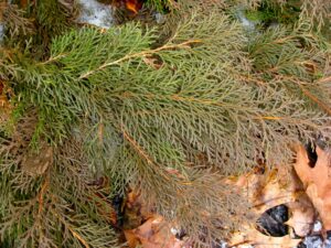 Arborvitae Are Turning Brown