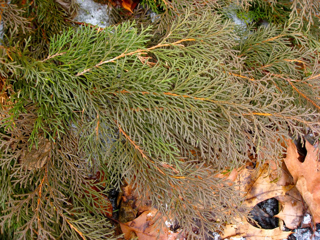 arborvitae are turning brown