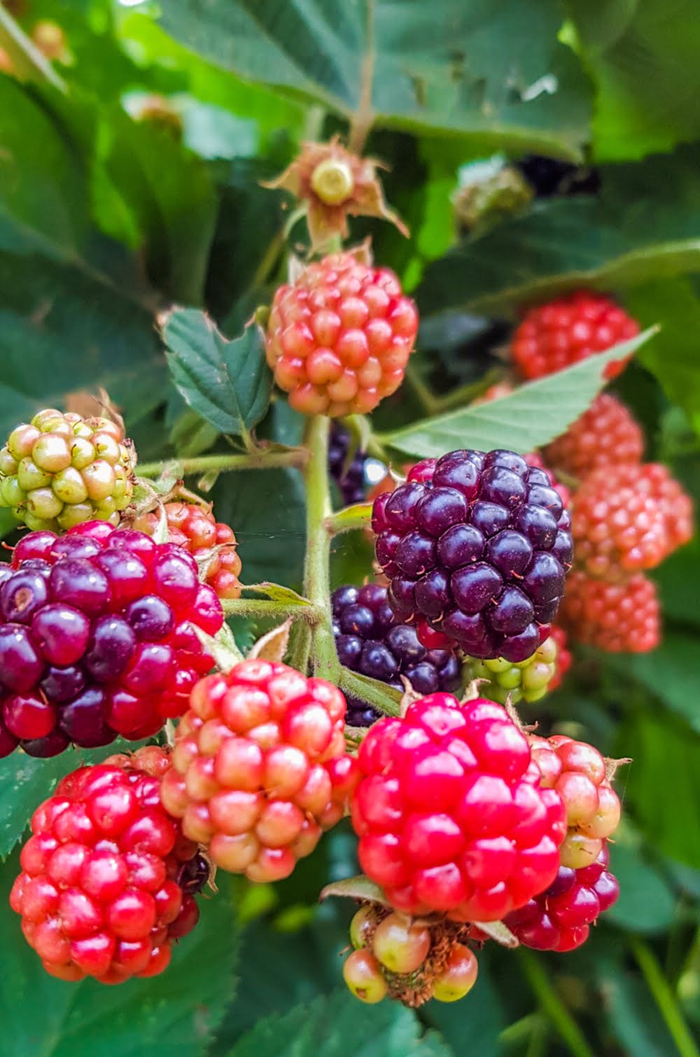 how do you grow raspberries