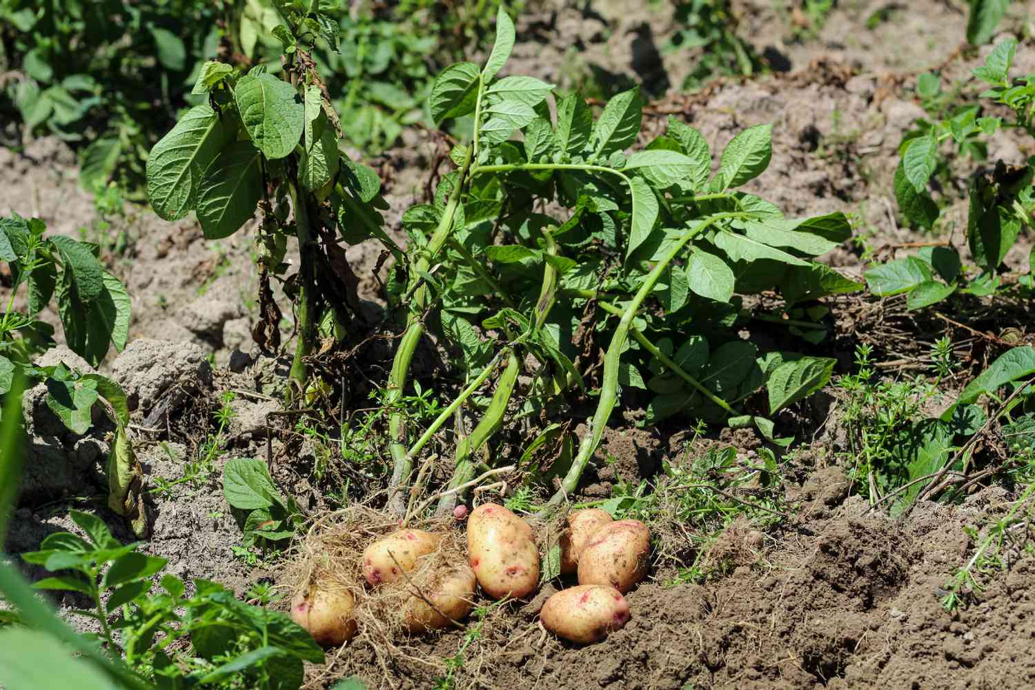 how to plant potatoes in a pot